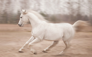 Картинка животные лошади конь природа бег