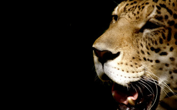 Картинка животные Ягуары ягуар морда голова пасть