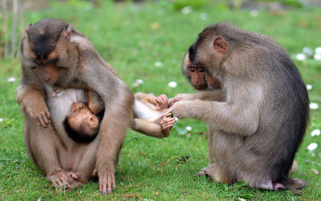 Картинка животные обезьяны млекопитающие детёныш ухаживание