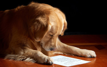 Картинка животные собаки лабрадор собака чтение книги