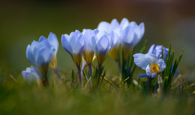 Обои картинки фото цветы, крокусы, весна, шафран, крокус, голубой