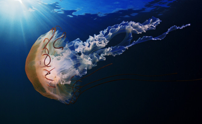 Обои картинки фото животные, медузы, подводный, мир, медуза, море, вода