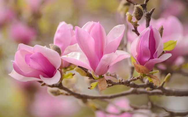 Обои картинки фото цветы, магнолии, макро, весна, розовый, ветка, магнолия