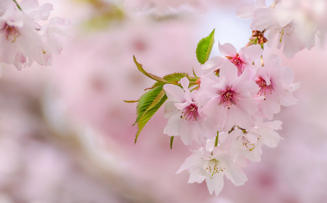 Обои картинки фото цветы, сакура,  вишня, весна, розовый, ветка