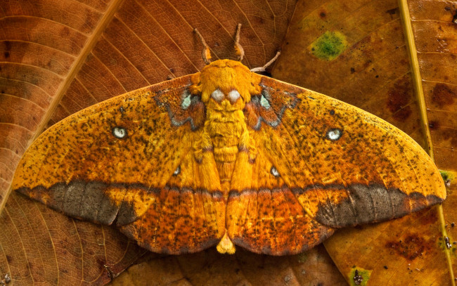 Обои картинки фото животные, бабочки,  мотыльки,  моли, Ясуни, эквадор, бабочка, крылья, листья