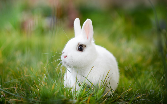 Обои картинки фото животные, кролики,  зайцы, кролик, белый, трава, боке