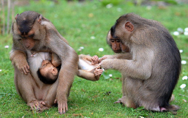 Обои картинки фото животные, обезьяны, млекопитающие, детёныш, ухаживание