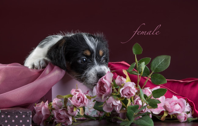 Обои картинки фото животные, собаки, розы, щенок, ткань, цветы, джек-рассел-терьер