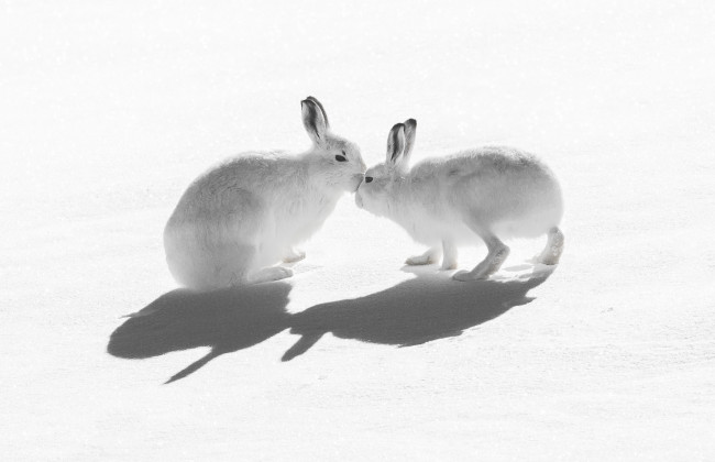 Обои картинки фото животные, кролики,  зайцы, природа, снег