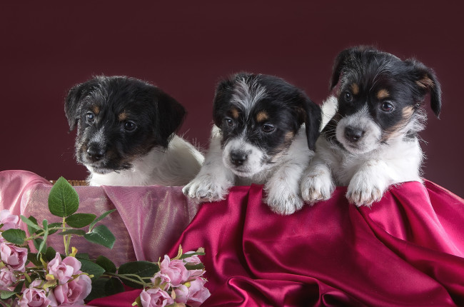 Обои картинки фото животные, собаки, джек-рассел-терьер, ткань, розы, цветы, щенки