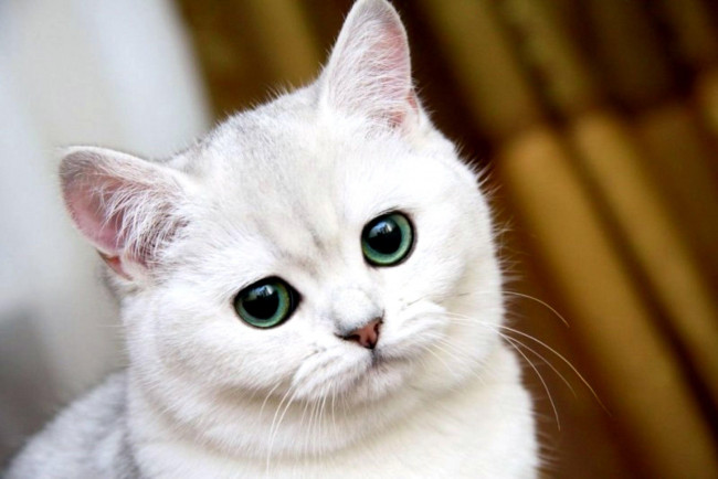 Обои картинки фото животные, коты, взгляд, белая, кот, кошка
