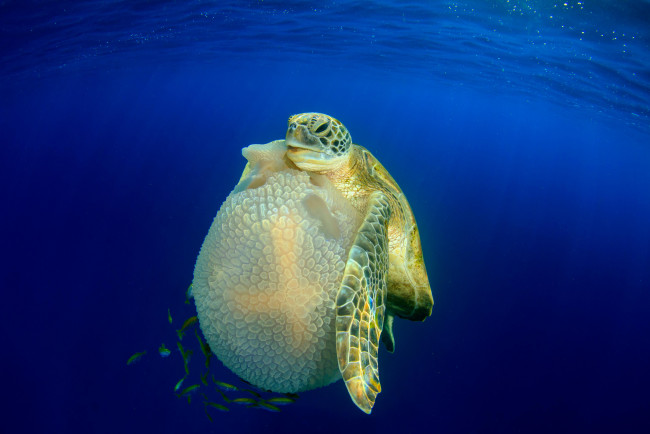 Обои картинки фото животные, разные вместе, Черепаха, медуза, завтрак, море, океан, подводный, мир