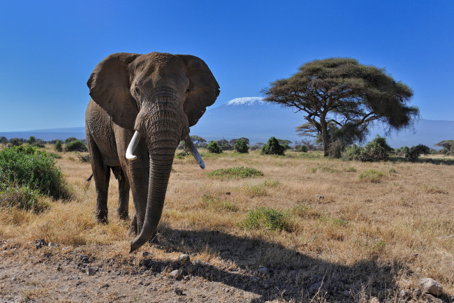 Обои картинки фото животные, слоны, elephant, слон, саванна, идёт, млекопитающее, африка