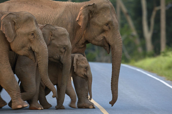 Обои картинки фото животные, слоны, elephants, переходят, дорогу, стадо