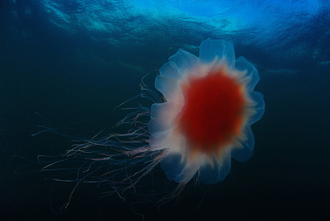 Обои картинки фото животные, медузы, медуза, подводный, мир, море, океан
