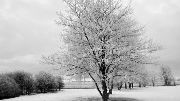 Картинка природа зима снег иней деревья