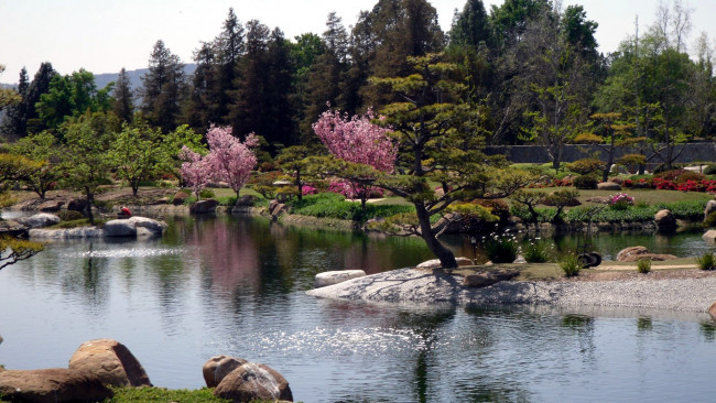 Обои картинки фото природа, парк, водоем, камни, цветы, весна