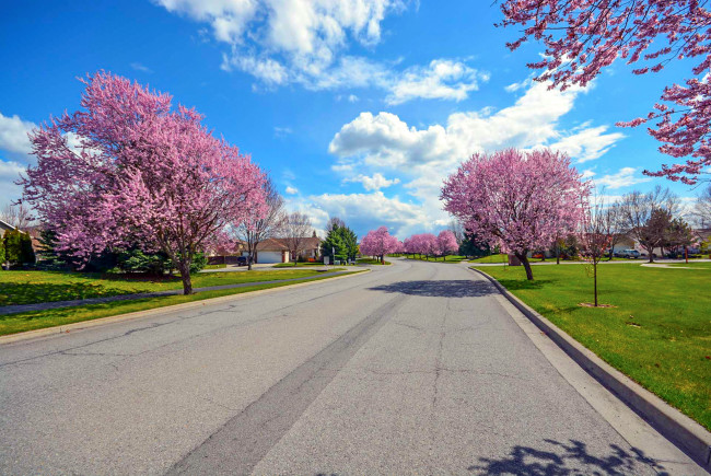 Обои картинки фото природа, дороги, весна, деревья, дорога, цветение