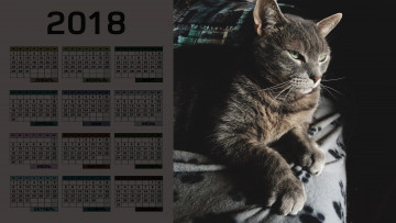 обоя календари, животные, кошка, взгляд