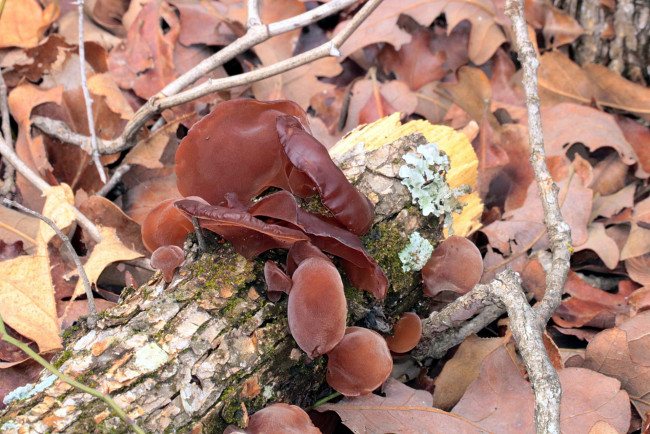 Обои картинки фото природа, грибы, пень, листья, осень