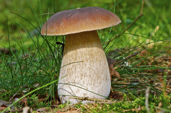 Картинка белый+гриб природа грибы белый трава боровик гриб