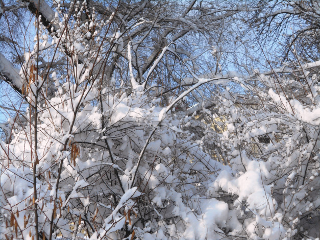 Обои картинки фото природа, зима, лес, зимой