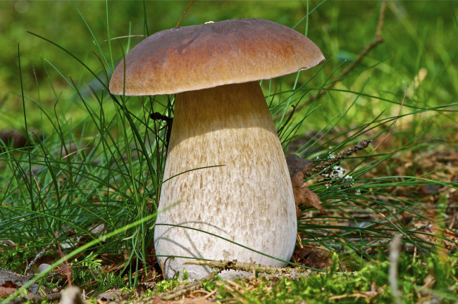 Обои картинки фото белый гриб, природа, грибы, белый, трава, боровик, гриб
