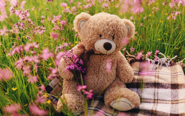 Обои картинки фото разное, игрушки, поле, цветы, мишка, love, field, heart, pink, flowers, romantic, spring, teddy, bear, cute, meadow