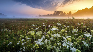 Картинка природа луга лето луг трава цветы
