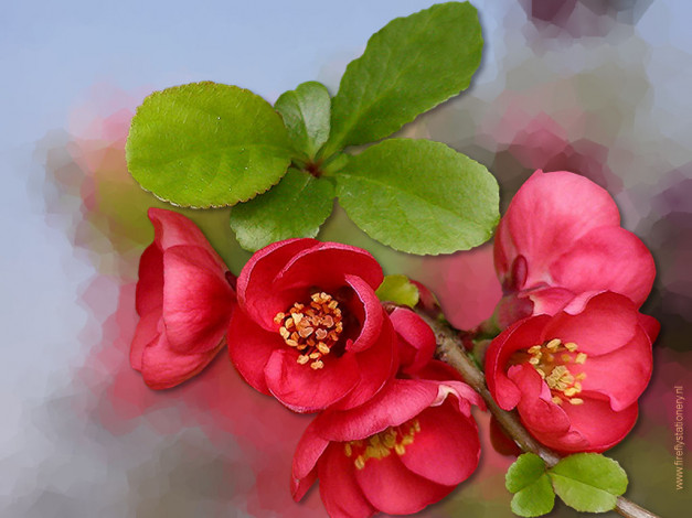 Обои картинки фото цветы, айва