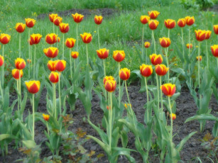 Картинка цветы тюльпаны двухцветный