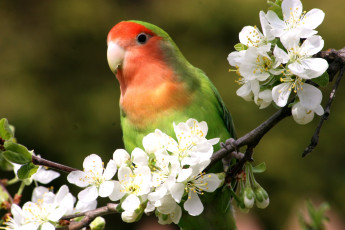 Картинка животные попугаи неразлучник цветение ветка
