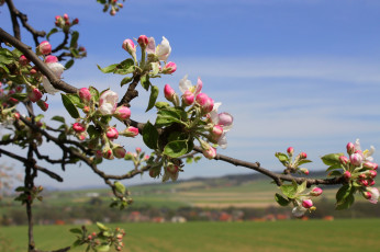 Картинка цветы цветущие деревья кустарники яблоня бутоны весна ветка