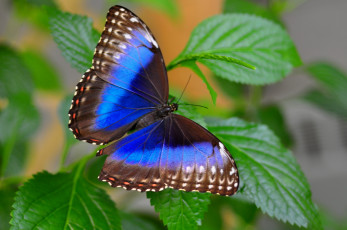 Картинка животные бабочки крылья синий