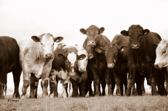 Картинка животные коровы буйволы стадо