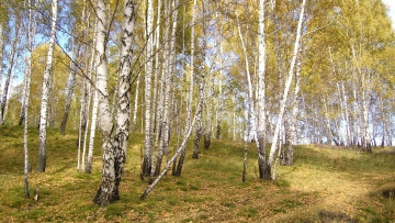 Картинка природа лес роща березы осень