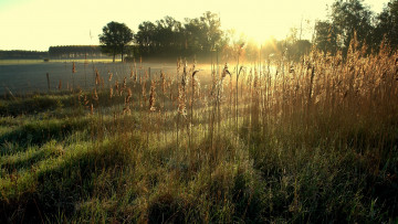 Картинка природа луга поле лето трава