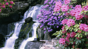 Картинка природа водопады водопад ботанический сад азалия рододендроны