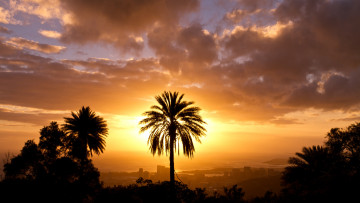 Картинка природа восходы закаты город небо пальма солнце