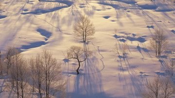 Картинка природа зима снег деревья следы
