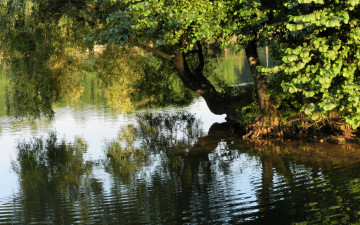 Картинка природа реки озера пруд деревья вода