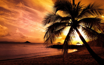 Картинка природа тропики пальма море берег