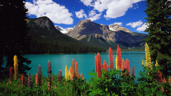 Обои картинки фото yoho, national, park, canada, природа, реки, озера, горы, пейзаж, люпин, цветы, озеро, канада, emerald, lake
