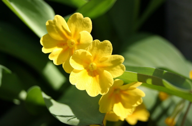 Обои картинки фото цветы, примулы, желтый