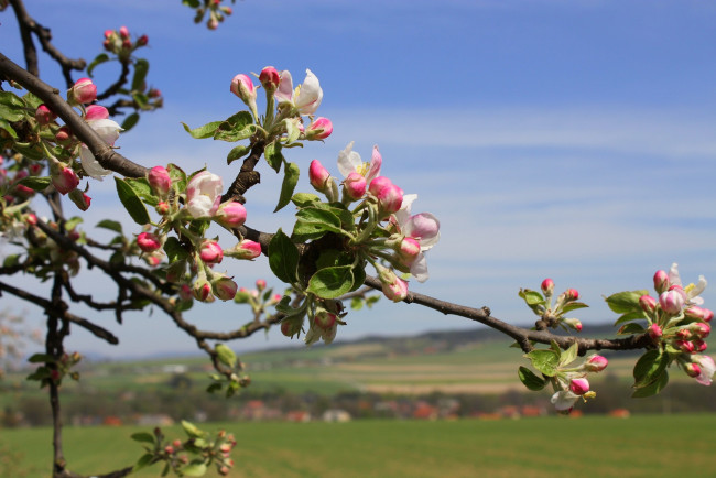 Обои картинки фото цветы, цветущие, деревья, кустарники, яблоня, бутоны, весна, ветка