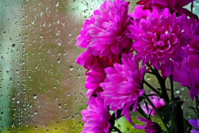 Обои картинки фото цветы, хризантемы, капли