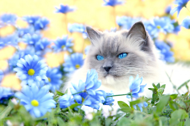 Обои картинки фото животные, коты, глаза, цветы, голубоглазый