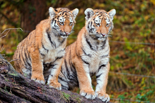 Обои картинки фото животные, тигры, малыши, братья