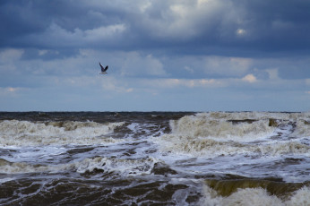 Картинка природа моря океаны чайка тучи море волны пена