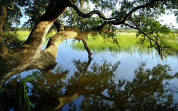 Картинка природа реки озера дерево отраженье пейзаж озеро